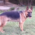 Подробнее об объявлении «Пропала собака кобель Аксай (Ростовская обл.)» Фото: пропала собака Немецкая овчарка «Пропала собака кобель Аксай (Ростовская обл.)» в г. Аксай (Ростовская обл.)