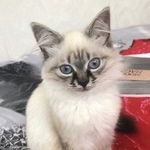 Подробнее об объявлении «Пропала кошка Мытищи» Фото: пропала кошка Невская маскарадная «Пропала кошка Мытищи» в г. Мытищи