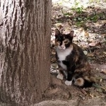 Подробнее об объявлении «Москва Найдена кошка» Фото: найдена кошка  «Москва Найдена кошка» в г. Москва