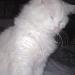 Подробнее об объявлении «Пропал кот Москва» Фото: пропала кошка  «Пропал кот Москва» в г. Москва