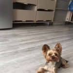 Подробнее об объявлении «Пропала собака кобель мини йорк зовут арчи Кемерово» Фото: пропала собака Йоркширский терьер «Пропала собака кобель мини йорк зовут арчи...» в г. Кемерово