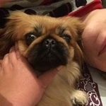 Подробнее об объявлении «Волгоград Пропала собака» Фото: пропала собака Пекинес «Волгоград Пропала собака» в г. Волгоград
