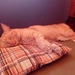 Подробнее об объявлении «Подольск Пропал кот» Фото: пропала кошка  «Подольск Пропал кот» в г. Подольск