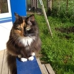 Подробнее об объявлении «Пропала кошка трехцветная кошка Москва» Фото: пропала кошка  «Пропала кошка трехцветная кошка Москва» в г. Москва
