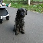 Подробнее об объявлении «Найдена собака кобель метис шнауцер пудель Химки» Фото: найдена собака  «Найдена собака кобель метис шнауцер пудель Химки» в г. Химки