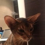 Подробнее об объявлении «Найдена кошка Немчиновка» Фото: найдена кошка Абиссинская «Найдена кошка Немчиновка» в г. Немчиновка