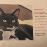 Подробнее об объявлении «Пропал кот Москва» Фото: пропала кошка  «Пропал кот Москва» в г. Москва