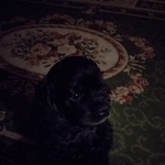 Подробнее об объявлении «Пропала собака Санкт-Петербург» Фото: пропала собака Американский кокер-спаниель «Пропала собака Санкт-Петербург» в г. Санкт-Петербург