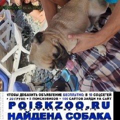 Подробнее об объявлении «Найдена собака кобель мопс Лазаревское» Фото: найдена собака Мопс «Найдена собака кобель мопс Лазаревское» в г. Лазаревское