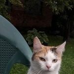 Подробнее об объявлении «Пропала кошка Москва» Фото: пропала кошка  «Пропала кошка Москва» в г. Москва