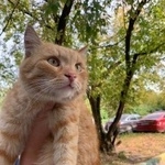 Подробнее об объявлении «Москва Найдена кошка» Фото: найдена кошка  «Москва Найдена кошка» в г. Москва