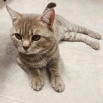 Подробнее об объявлении «Москва Найден кот» Фото: найдена кошка  «Москва Найден кот» в г. Москва