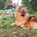 Подробнее об объявлении «Пропала собака Санкт-Петербург» Фото: пропала собака  «Пропала собака Санкт-Петербург» в г. Санкт-Петербург