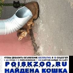 Подробнее об объявлении «Москва Найдена кошка» Фото: найдена кошка  «Москва Найдена кошка» в г. Москва