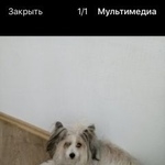 Подробнее об объявлении «Пропала собака Курган» Фото: пропала собака Китайская хохлатая собака «Пропала собака Курган» в г. Курган