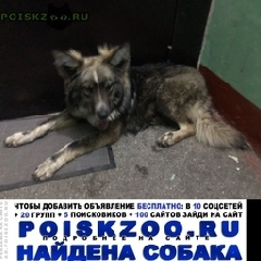Подробнее об объявлении «Найдена собака Санкт-Петербург» Фото: найдена собака  «Найдена собака Санкт-Петербург» в г. Санкт-Петербург
