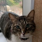 Подробнее об объявлении «Пропал кот район зюзино Москва» Фото: пропала кошка  «Пропал кот район зюзино Москва» в г. Москва