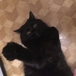 Подробнее об объявлении «Пропал кот рядом с метро петровско-разумовская Москва» Фото: пропала кошка Сибирская «Пропал кот рядом с метро петровско-разумовская...» в г. Москва