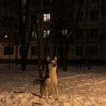 Подробнее об объявлении «Пропала собака Москва» Фото: пропала собака Сибирская хаски «Пропала собака Москва» в г. Москва