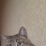 Подробнее об объявлении «Москва Найдена кошка серая кошечка» Фото: найдена кошка Бергамаско «Москва Найдена кошка серая кошечка» в г. Москва