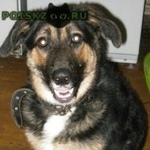 Подробнее об объявлении «Пропала собака Электросталь» Фото: пропала собака  «Пропала собака Электросталь» в г. Электросталь