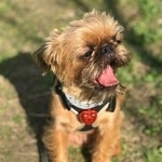 Подробнее об объявлении «Конаково Пропала собака» Фото: пропала собака  «Конаково Пропала собака» в г. Конаково