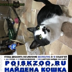 Подробнее об объявлении «Москва Найден кот боярский» Фото: найдена кошка  «Москва Найден кот боярский» в г. Москва