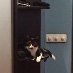 Подробнее об объявлении «Пропала кошка помогите найти и вернуть Москва» Фото: пропала кошка  «Пропала кошка помогите найти и вернуть Москва» в г. Москва