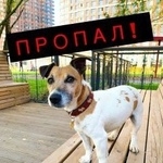 Подробнее об объявлении «Пропала собака кобель район опалиха Красногорск» Фото: пропала собака Джек рассел терьер «Пропала собака кобель район опалиха Красногорск» в г. Красногорск