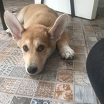 Подробнее об объявлении «Тюмень Пропала собака кобель щенок, кличка арчи» Фото: пропала собака  «Тюмень Пропала собака кобель щенок, кличка арчи» в г. Тюмень