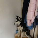 Подробнее об объявлении «Тюмень Пропала собака хаски девочка» Фото: пропала собака  «Тюмень Пропала собака хаски девочка» в г. Тюмень