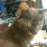 Подробнее об объявлении «Пропала кошка котенок, тёмная с рыжим Москва» Фото: пропала кошка  «Пропала кошка котенок, тёмная с рыжим Москва» в г. Москва