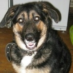 Подробнее об объявлении «Пропала собака (денежное вознаграждение) Электросталь» Фото: пропала собака  «Пропала собака (денежное вознаграждение)...» в г. Электросталь