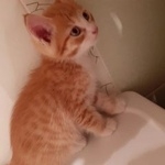 Подробнее об объявлении «Найдена кошка Курган» Фото: найдена кошка  «Найдена кошка Курган» в г. Курган