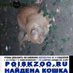 Подробнее об объявлении «Москва Найден кот рыжий кот пушистый» Фото: найдена кошка  «Москва Найден кот рыжий кот пушистый» в г. Москва