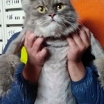 Подробнее об объявлении «Найдена кошка Курган» Фото: найдена кошка  «Найдена кошка Курган» в г. Курган