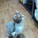 Подробнее об объявлении «Жуковский Найдена кошка» Фото: найдена кошка  «Жуковский Найдена кошка» в г. Жуковский