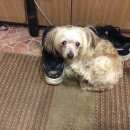 Подробнее об объявлении «Найдена собака Череповец» Фото: найдена собака  «Найдена собака Череповец» в г. Череповец