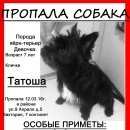 Подробнее об объявлении «Калининград (Кенигсберг) Пропала собака 12.03.2016 в районе ул. 9-е апреля (виктория, 7 континент)» Фото: пропала собака Керн терьер «Калининград (Кенигсберг) Пропала собака...» в г. Калининград (Кенигсберг)