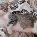 Подробнее об объявлении «Пропала кошка Орехово-Зуево» Фото: пропала кошка  «Пропала кошка Орехово-Зуево» в г. Орехово-Зуево