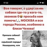 Подробнее об объявлении «Пропала собака украли Чехов» Фото: пропала собака  «Пропала собака украли Чехов» в г. Чехов
