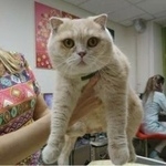 Подробнее об объявлении «Артем Найдена кошка» Фото: найдена кошка  «Артем Найдена кошка» в г. Артем