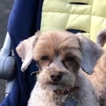 Подробнее об объявлении «Пропала собака кобель петербургская орхидея Санкт-Петербург» Фото: пропала собака Петербургская орхидея «Пропала собака кобель петербургская орхидея...» в г. Санкт-Петербург