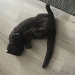 Подробнее об объявлении «Геленджик Пропал кот» Фото: пропала кошка  «Геленджик Пропал кот» в г. Геленджик