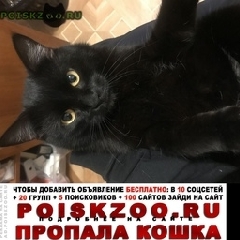 Подробнее об объявлении «Пропал кот Москва» Фото: пропала кошка  «Пропал кот Москва» в г. Москва