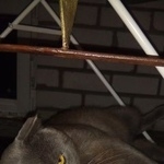 Подробнее об объявлении «Геленджик Пропал кот помогите найти котейку» Фото: пропала кошка Британская короткошерстная «Геленджик Пропал кот помогите найти котейку» в г. Геленджик