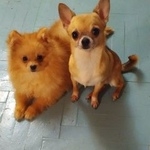 Подробнее об объявлении «Пропала собака чихуахуа Петродворец» Фото: пропала собака Чихуахуа «Пропала собака чихуахуа Петродворец» в г. Петродворец