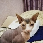 Подробнее об объявлении «Пропала кошка помогите страдает ребенок  Москва» Фото: пропала кошка Канадский сфинкс «Пропала кошка помогите страдает ребенок  Москва» в г. Москва