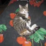 Подробнее об объявлении «Ангарск Пропал кот» Фото: пропала кошка  «Ангарск Пропал кот» в г. Ангарск