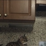 Подробнее об объявлении «Пропал кот бенгальский кот Москва» Фото: пропала кошка Бенгальская «Пропал кот бенгальский кот Москва» в г. Москва